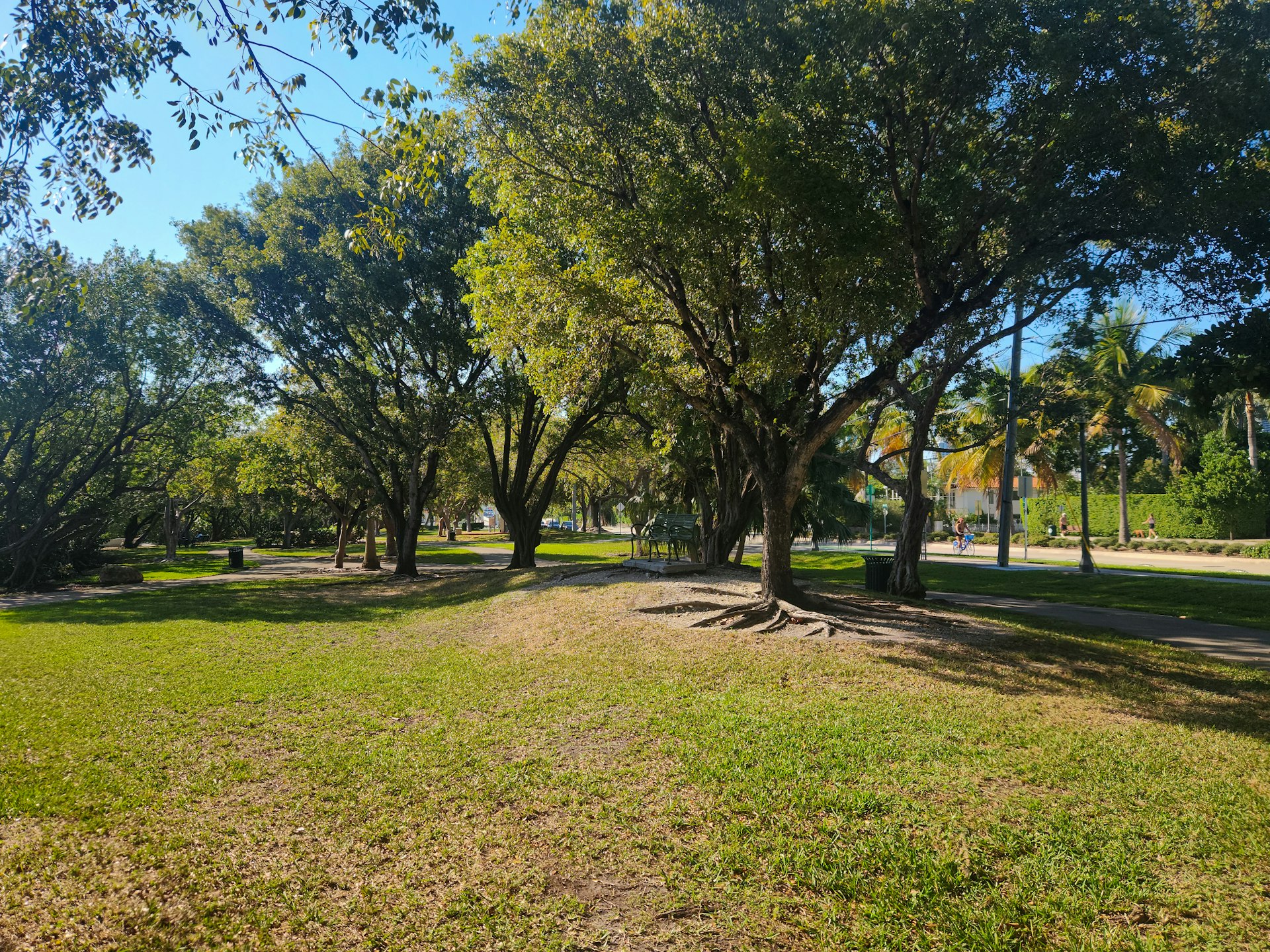 A park with lots of trees and grass